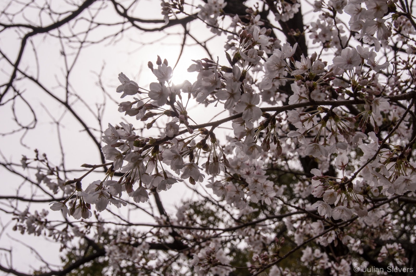 Japan 2013 007