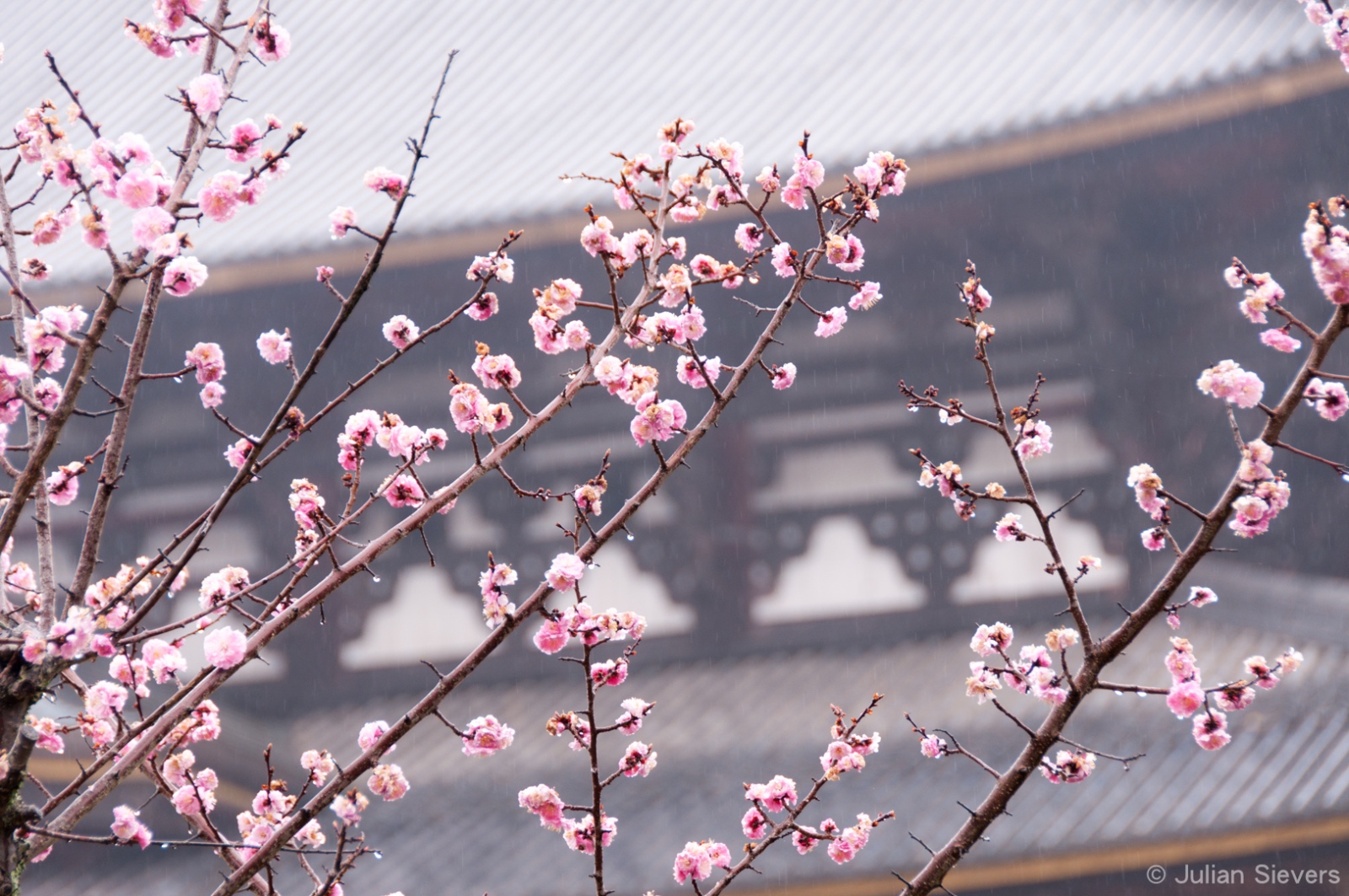 Japan 2013 017