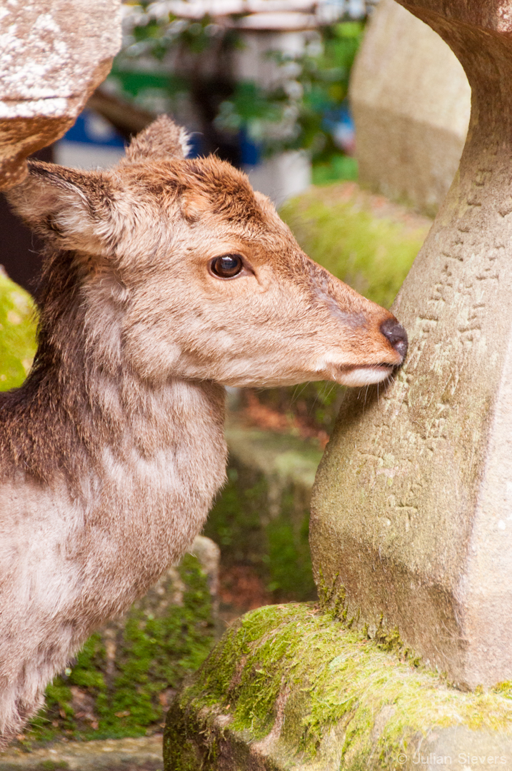 Japan 2013 024