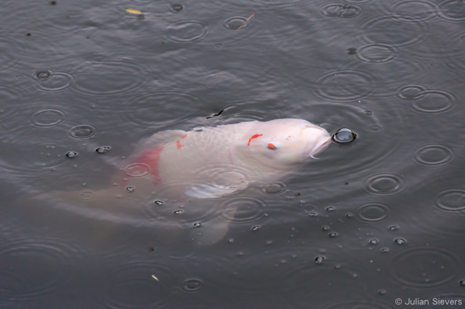 Japan 2013 090