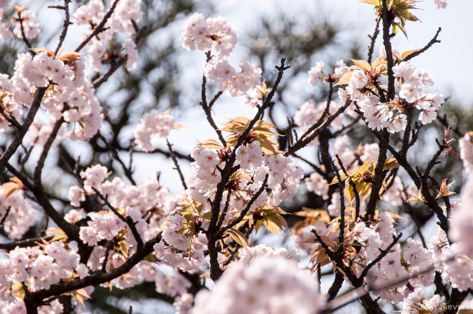 Japan 2013 114